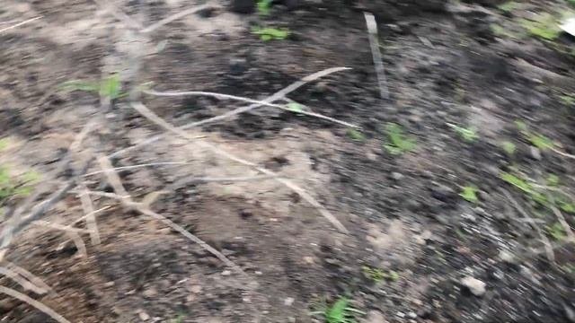 Состояние гранат ранней весной 2024 года