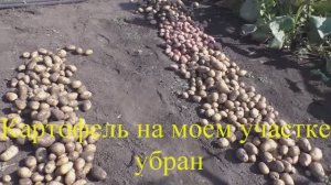 Опыт выращивания картофеля