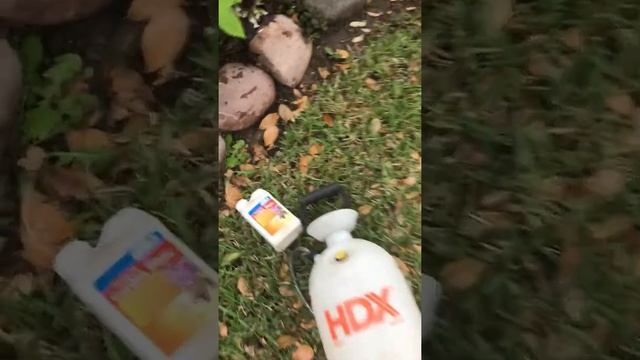 How to treat rust on oak-leaf hydrangeas смотреть онлайн