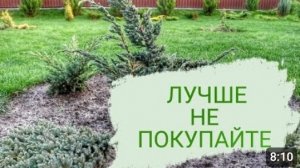 ЛУЧШЕ НЕ ПОКУПАЙТЕ БОЛЬНЫЕ МОЖЖЕВЕЛЬНИКИ. 10.11.2023г.