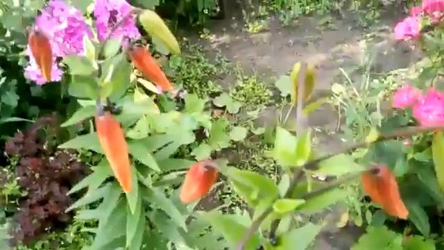 лилии и лилейники 🍒 смотреть онлайн