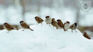 Аудиостихи ПОЕТ ЗИМА АУКАЕТ Сергей Александрович Есенин Стихотворения для заучивании в 5 классе
