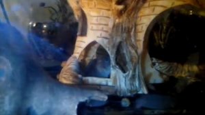 Львиноголовая цихлида