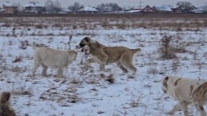 Щенки алабая - Банда " Коловрат Рязанский " , есть свободные 2 мальчика и 2 девочки, г. Рязань
