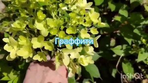 Обзор новых сортов метельчатых гортензий