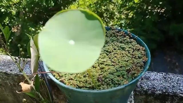 free ആയിട്ടു lotus വേണോ 🥰#lotus #freeplants #onlineplants #trendingvideo #viralvideo