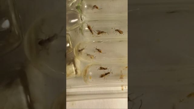 WHO ARE PARASITOIDS and PHYTOPHAGOUS CHALCID WASPS in Hymenoptera? Live Chalcidarium. Many Chalcids
