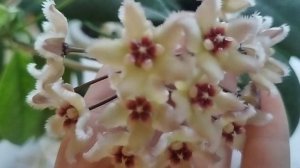 хойя Боутти , Hoya Buotii . 16 ноября 2023 г.