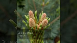Сосна мягкая Глаука