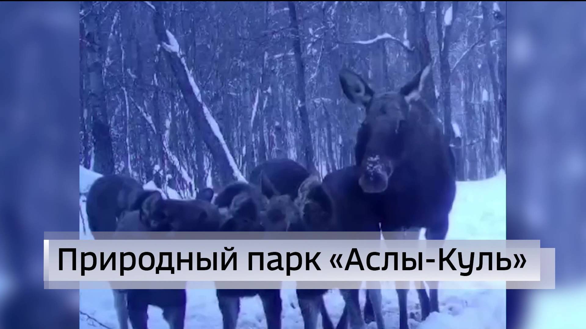 В Башкирии на территории природного парка “Аслы-Куль” запечатлели четырех лосей