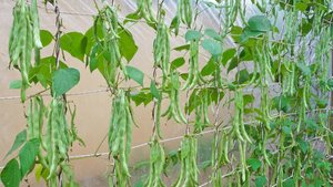 Как вырастить длинную фасоль на террасе, высокий урожай.