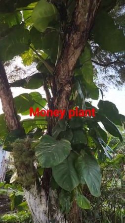 Check the size of money plant #plants