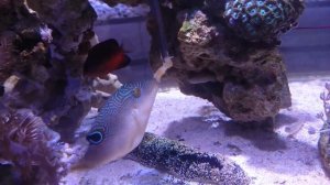 Canthigaster solandri