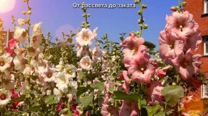 Затулиночка / Авторская песня / Ирина Брагина