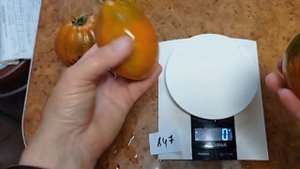 Томат Груша охра