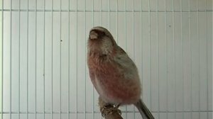 Песнь весны (360p)