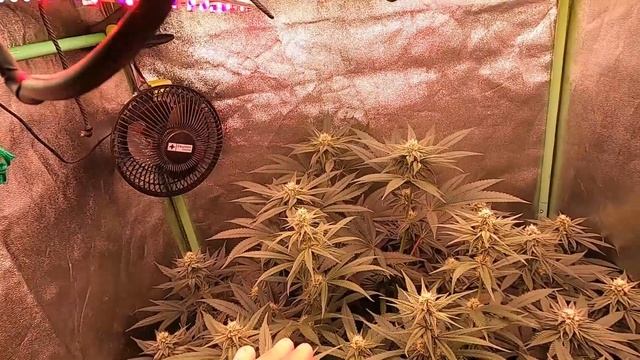 Seg - 09 - 4ta semana de flora. Mitad de floración, comienzo de engorde смотреть онлайн