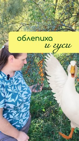 Что общего у ОБЛЕПИХИ и гусей?