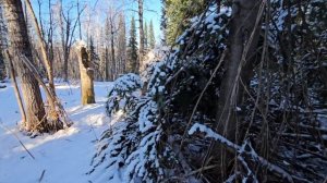 Охота с Лайками / Мягкое золото / Таёжная избушка / Последствие урагана / Ходовая охота на соболя