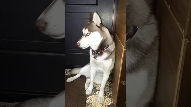 Наша хаски Стефания скучает. смотреть онлайн