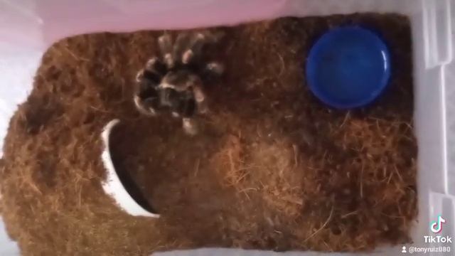 brachypelma auratum смотреть онлайн