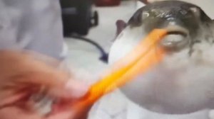 Реакция на "Рыба Фугу ест Морковь"
