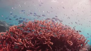 Звуки под водой. ASMR подводные звуки для сна и медитации 🌊