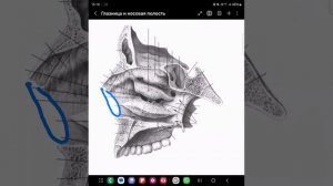 анатомия глазницы и носовой полости