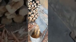 Лущилка для кукурузы своими руками. Электролущилка для кукурузы. Кукурузалущилка.