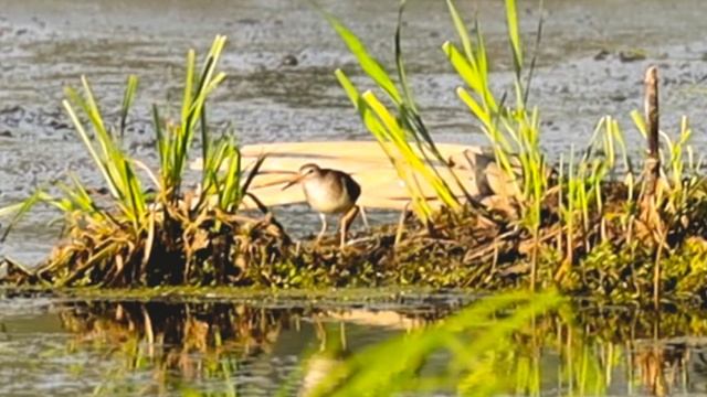 Внимательным взглядом 15. Перевозчик