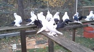 Статные голуби. Новочеркаские чернохвостые.2017