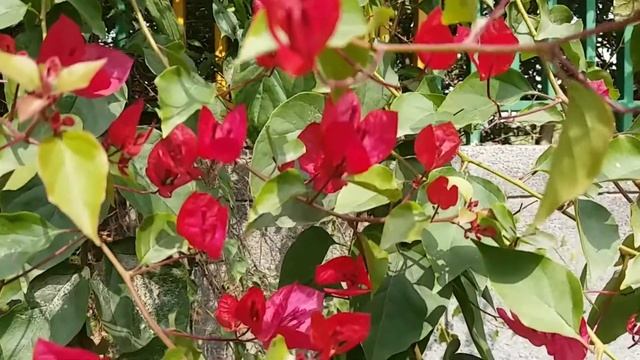 Nature beauty l nb21  nature soundnatural nature videos nature rangoli India