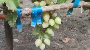 НЕЗАБУДКА на прививках 5  августа 2024 год.Виноградник Щереденкова В.А.mp4