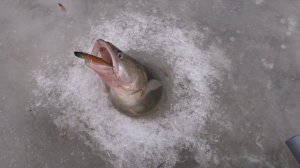 А ВЫ ЛОВИЛИ СУДАКА С ПРИМАНКОЙ ?