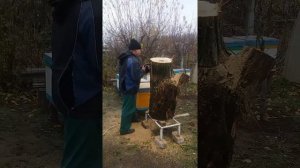 Дупло с пчелами перевезли домой