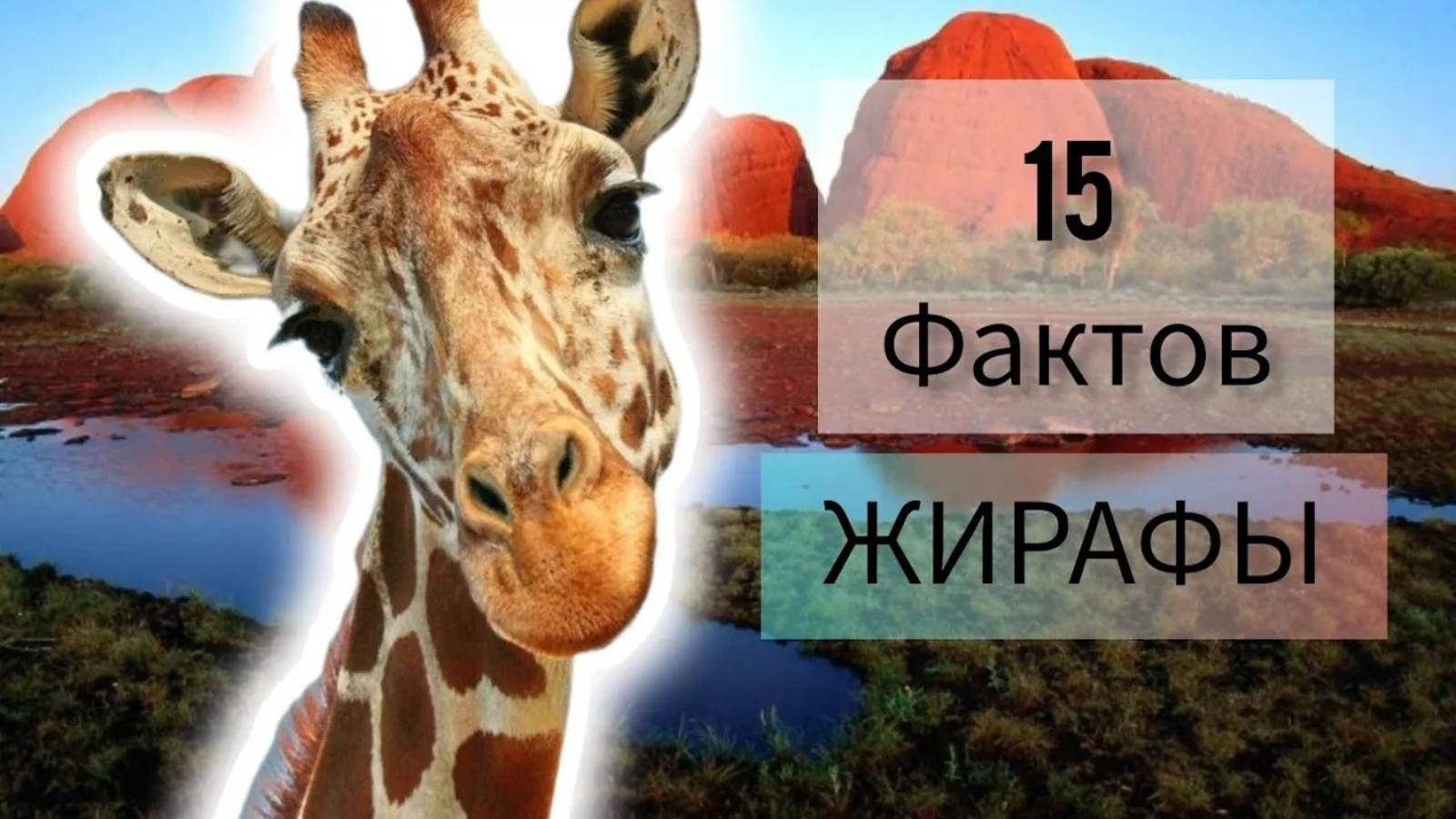 Удивительные ФАКТЫ О ЖИРАФАХ о мало кто знает. смотреть онлайн