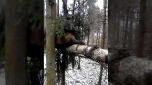 охота на куницу капканами.Еще удачная проверка!!!