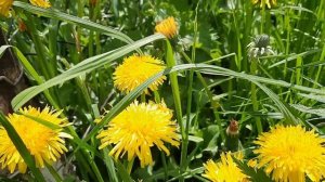 пчелка и одуванчики