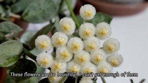 Another Hoya in Bloom! Hoya Krohniana Super Silver