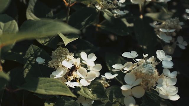 Wife Patrol – Valentine Citrus (Lyric Video) смотреть онлайн