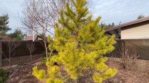 Pinus contorta Chief Joseph