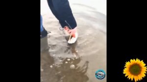 Смешные видео приколы , Чудики из соцсетей