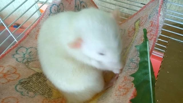 МИШЕЛЬ ДАМБО КРЫСА ОБОЖАЕТ ОДУВАНЧИКИ | Хомячуля: Secret Life Hamster - Pets