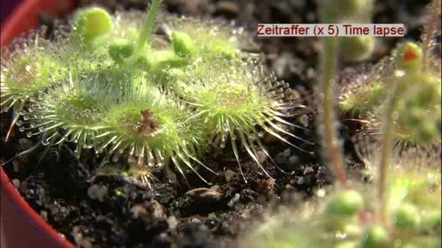 Carnivorous Plant Snaps Up a Meal смотреть онлайн