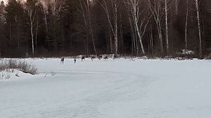 ПАЛИВО ! НАС ЗАМЕТИЛИ... (Владимировка 21.03.2022)