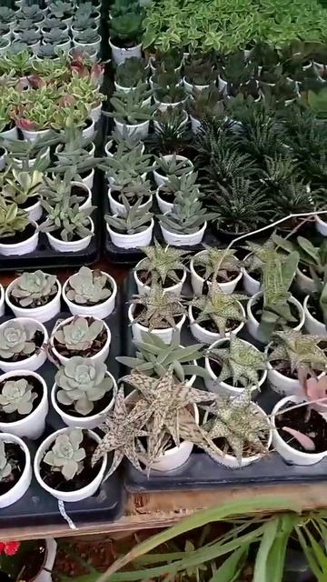 crotons смотреть онлайн