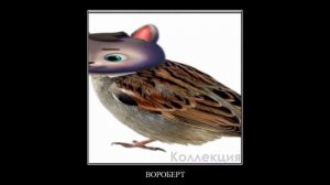 Птицы + ШИЗА =