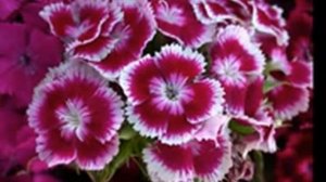 Човидон Шодиев подпишите МУСИКИ ТВ 👍🔔🎶🎵