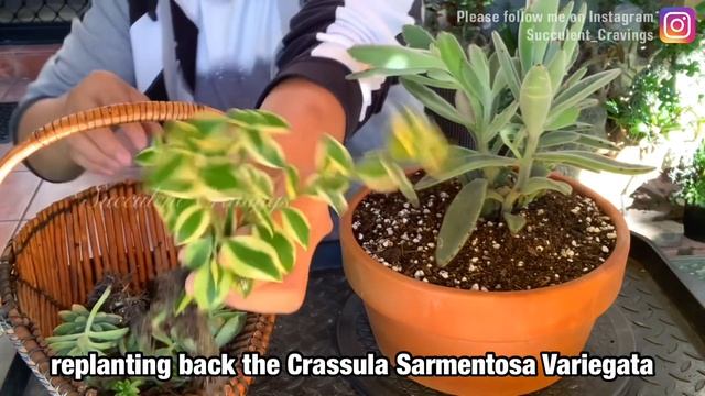 Aeonium Arrangement Grow So Fast! смотреть онлайн