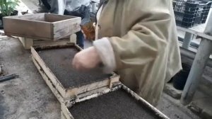 ЗЕМЛЯНИКА ЭКАМИЗ,СЕЕМ ЗЕМЛЯНИКУ!